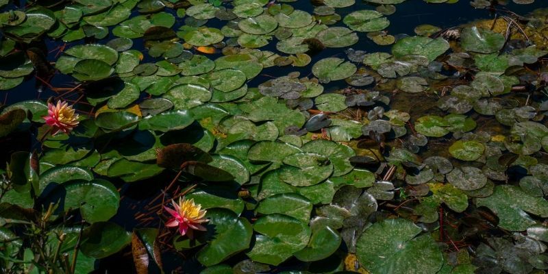 Paolo Carandente's cover