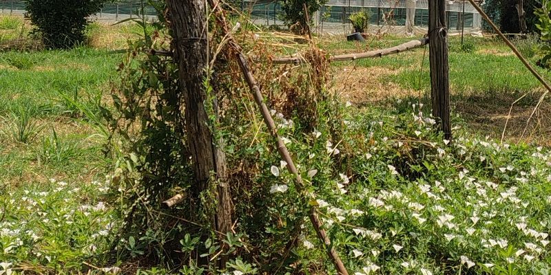 Gabriel Giannecchini's cover